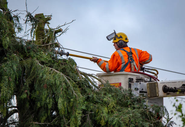 How Our Tree Care Process Works  in  Williamstown, NJ